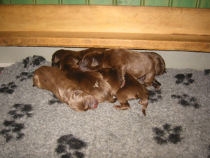 IMG_0009_m